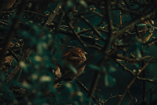 The Bird in Your Heart