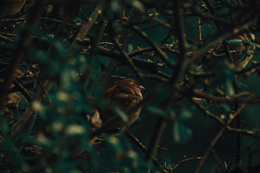 The Bird in Your Heart